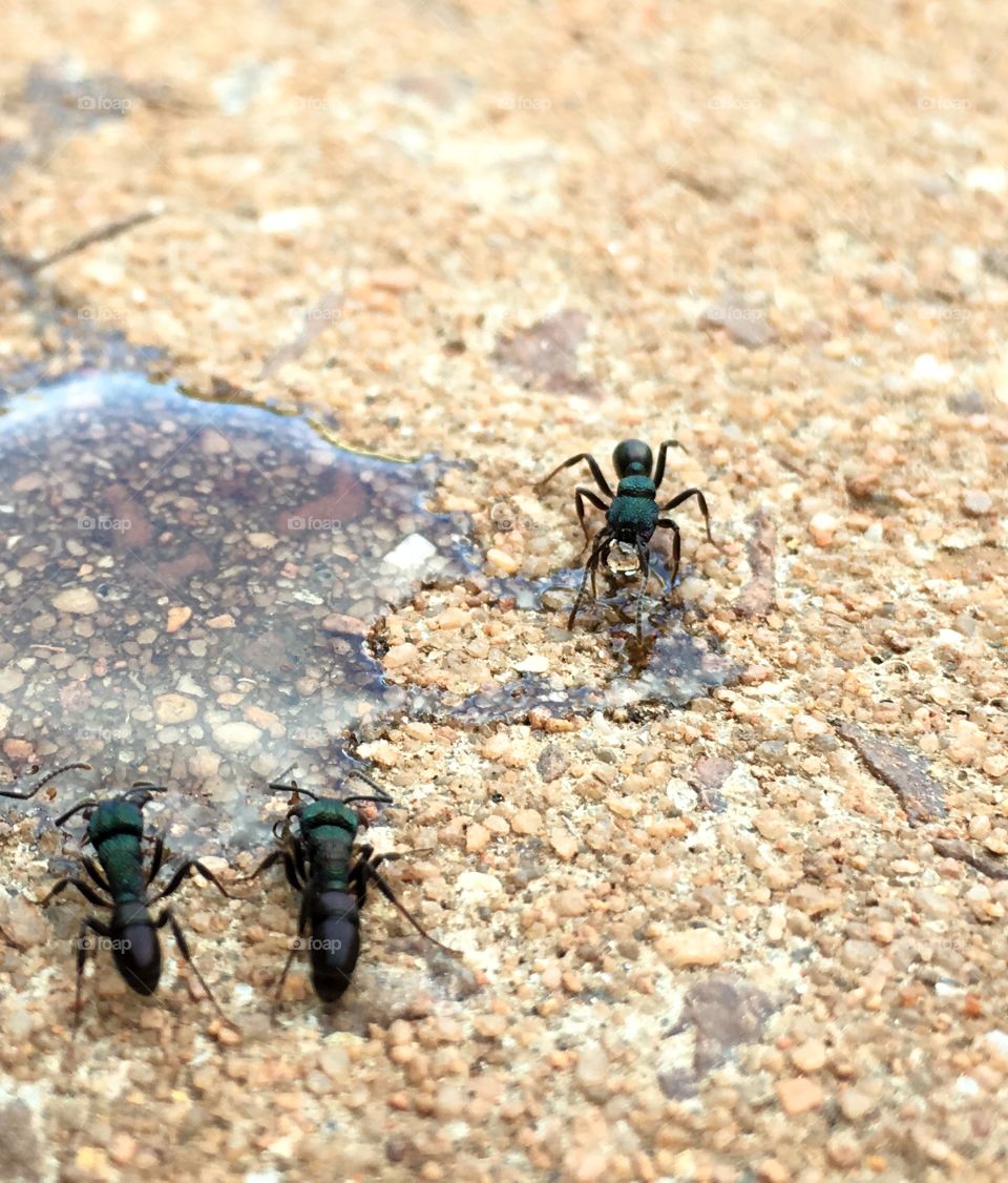 Worker working ants at pool of honey feeding iridescent colours