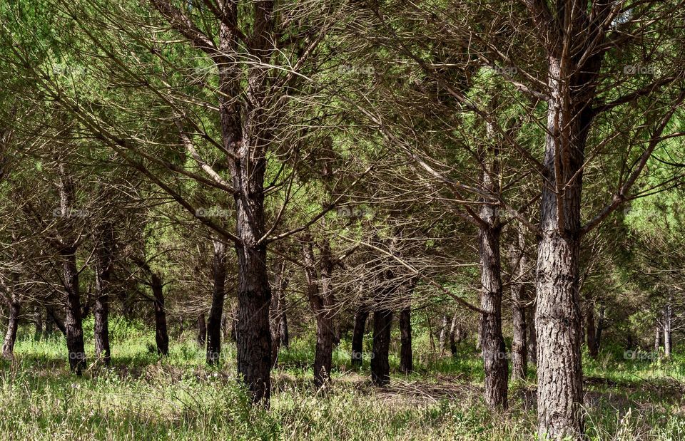 Inside a pine forest on a sunny spring day