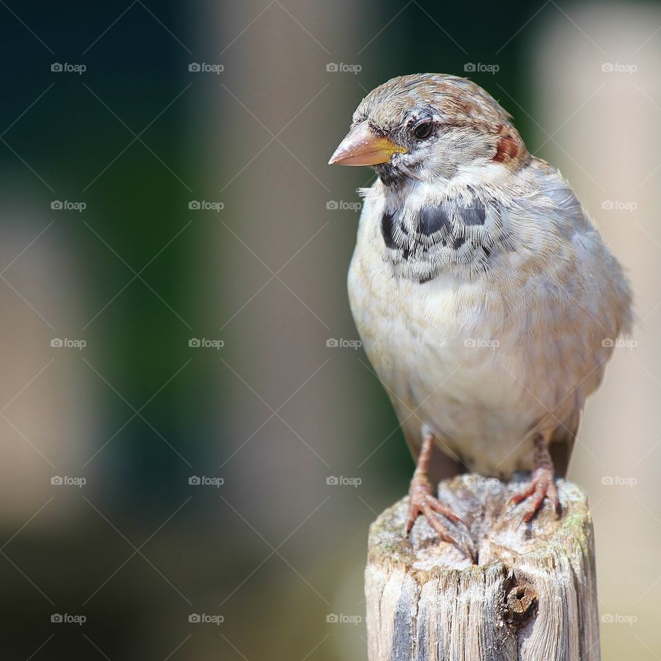 Common sparrow