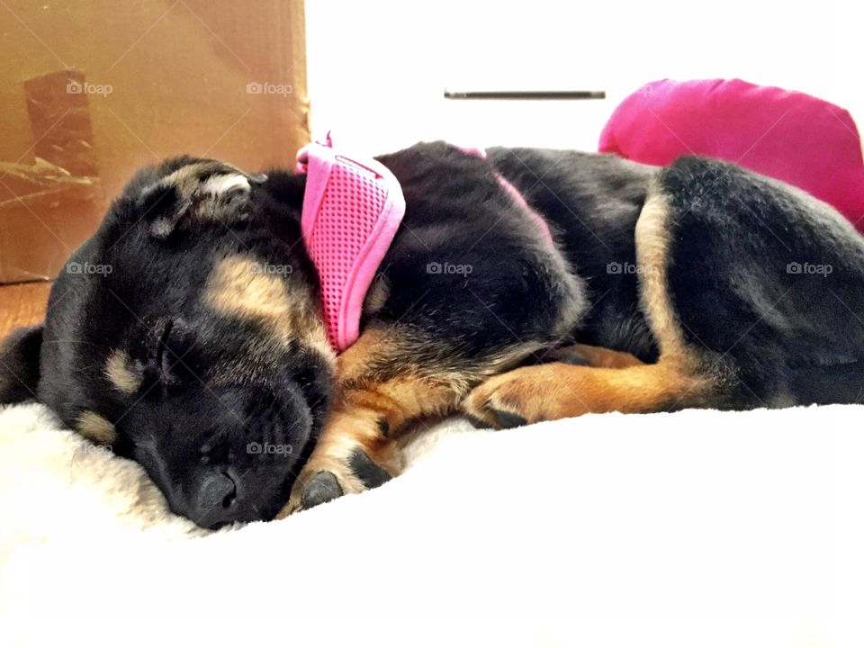 Never wake a sleeping dog. Puppies first day with her owners!