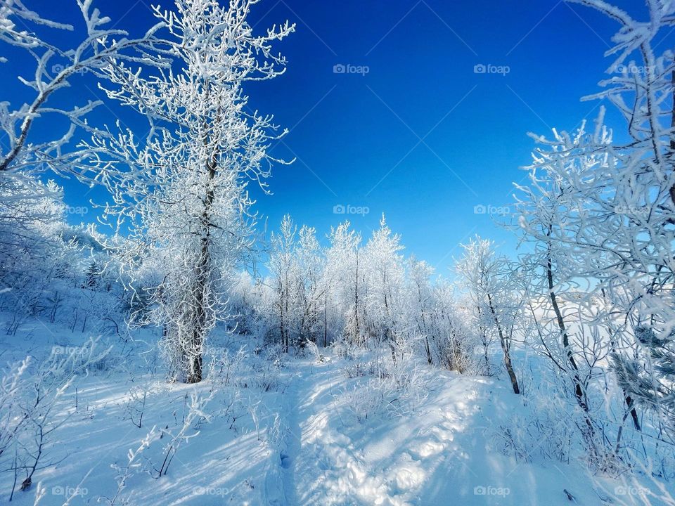 Winter’s beauty