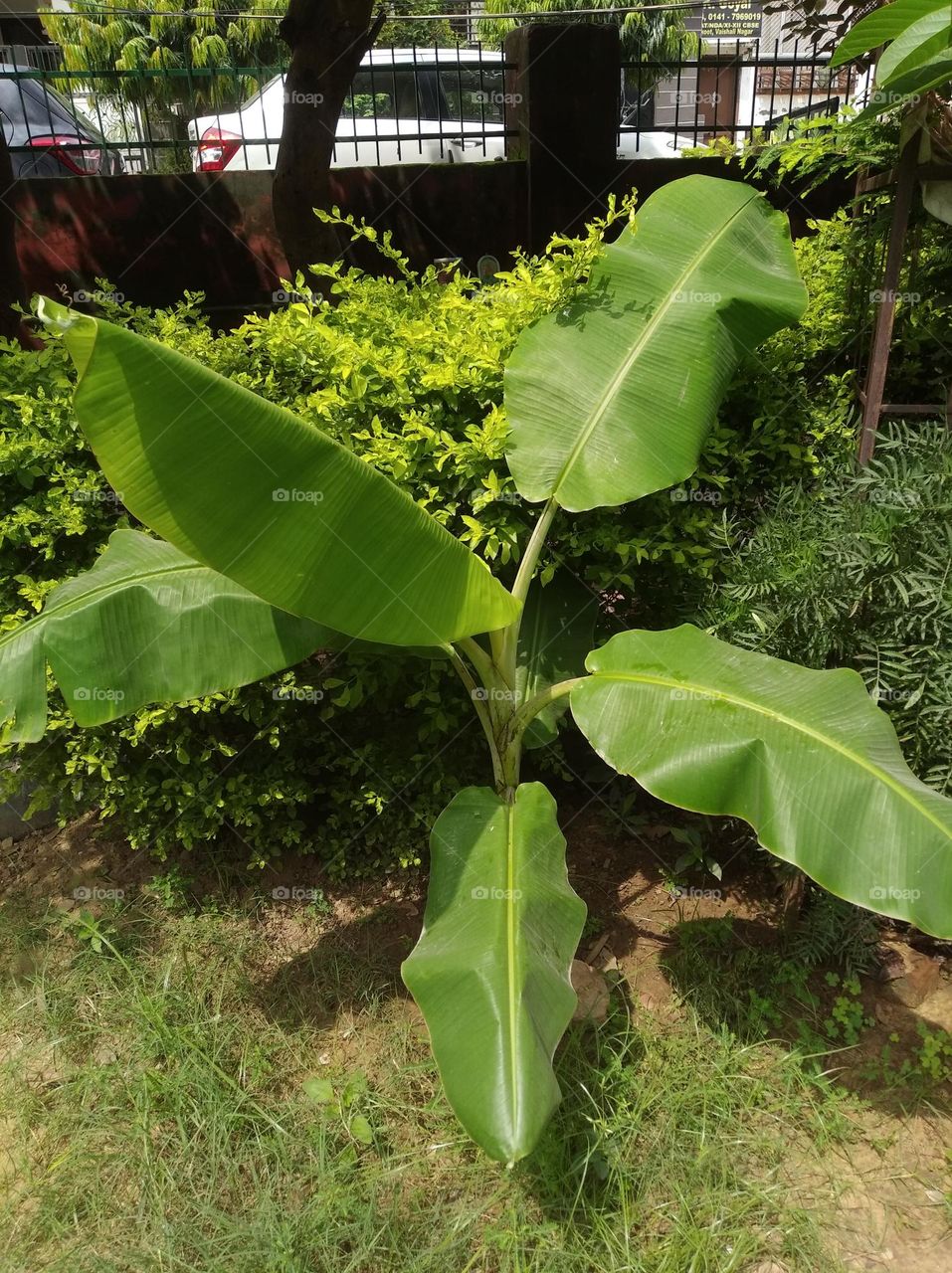 green shurb small size looks very beautiful generally found everywhere seasonal fresh shurb