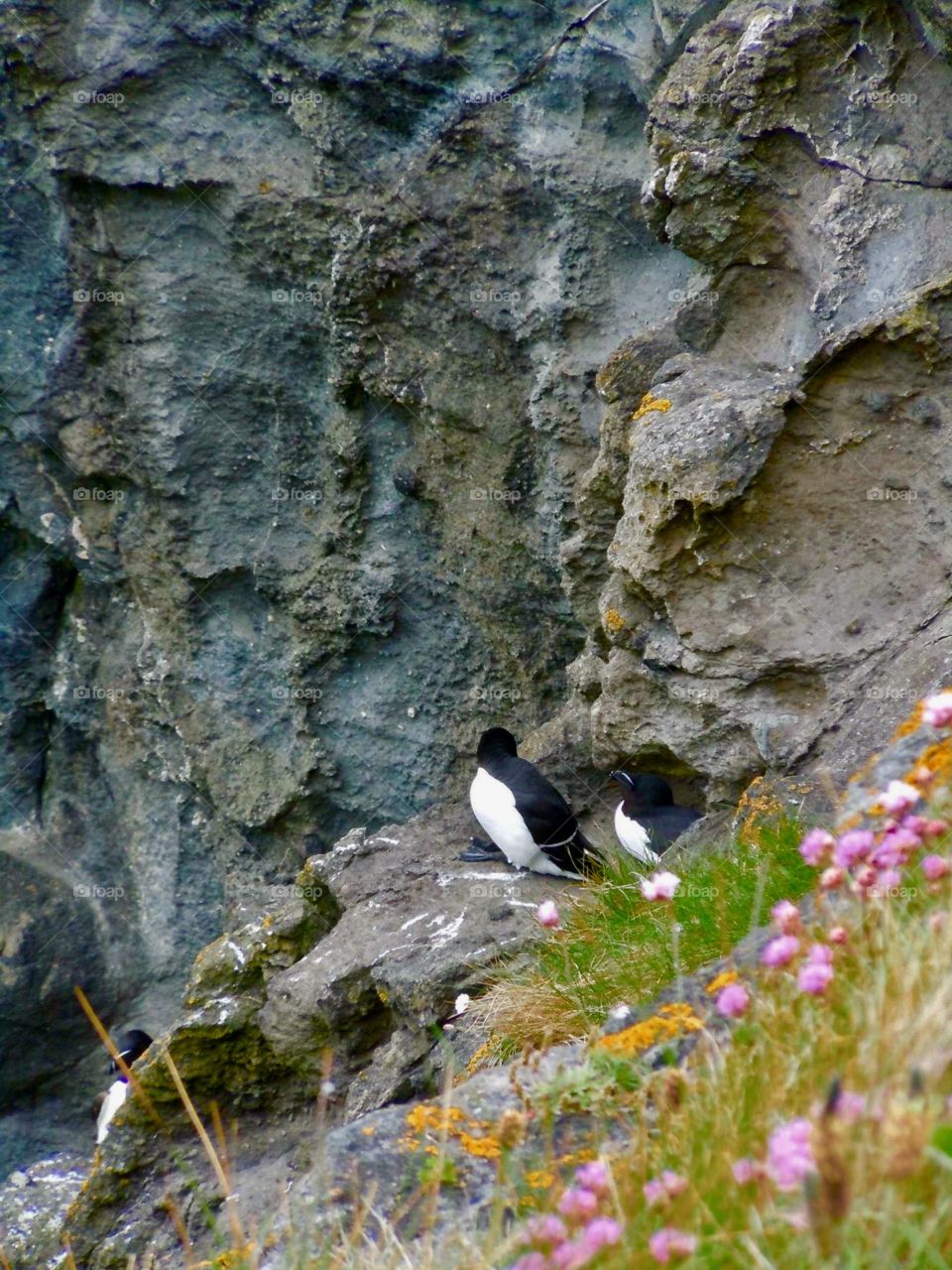 Razorbills in the cliff side 