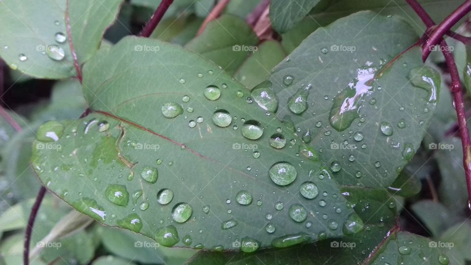 green plant garden environment ecology nature background screensaver yard water drops