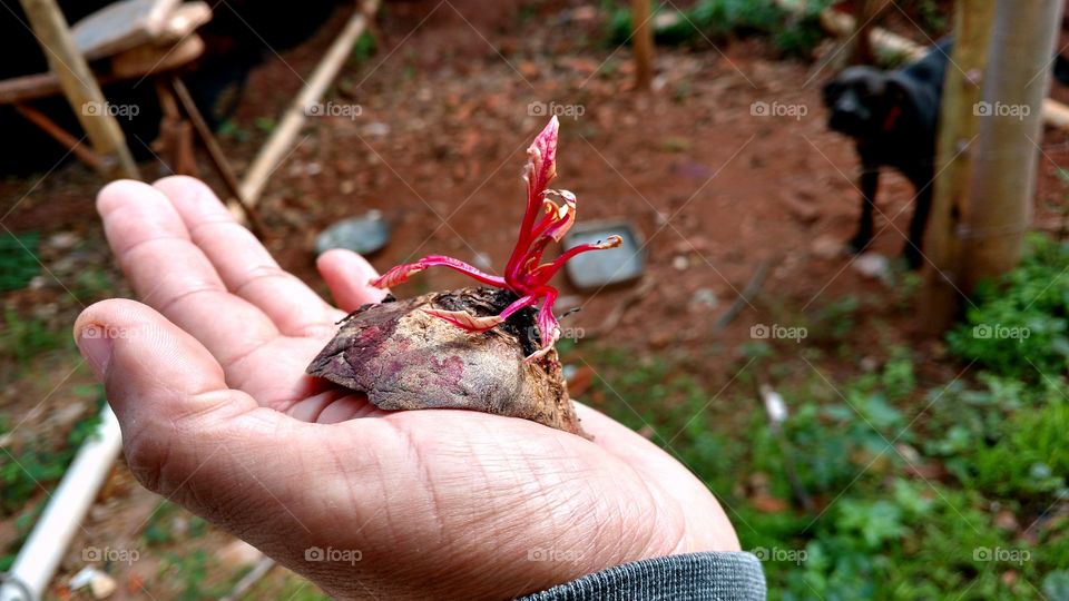 Agricultura e a beleza dos brotos da vida.