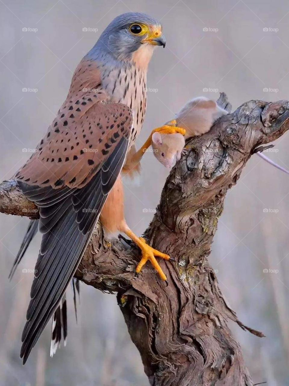 unbelievable creature