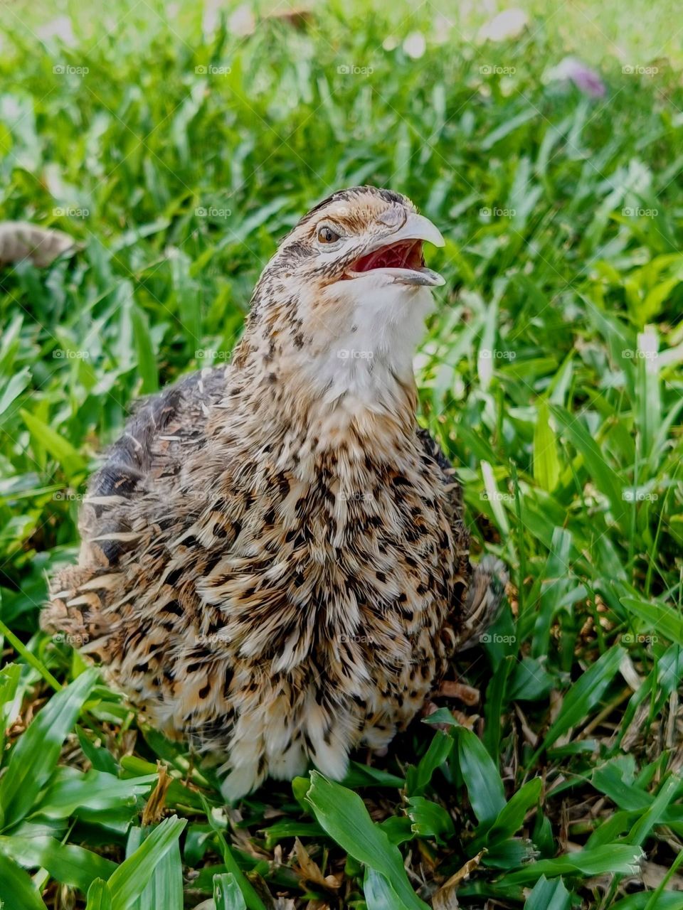 bottom view of a female quail in the grasses.