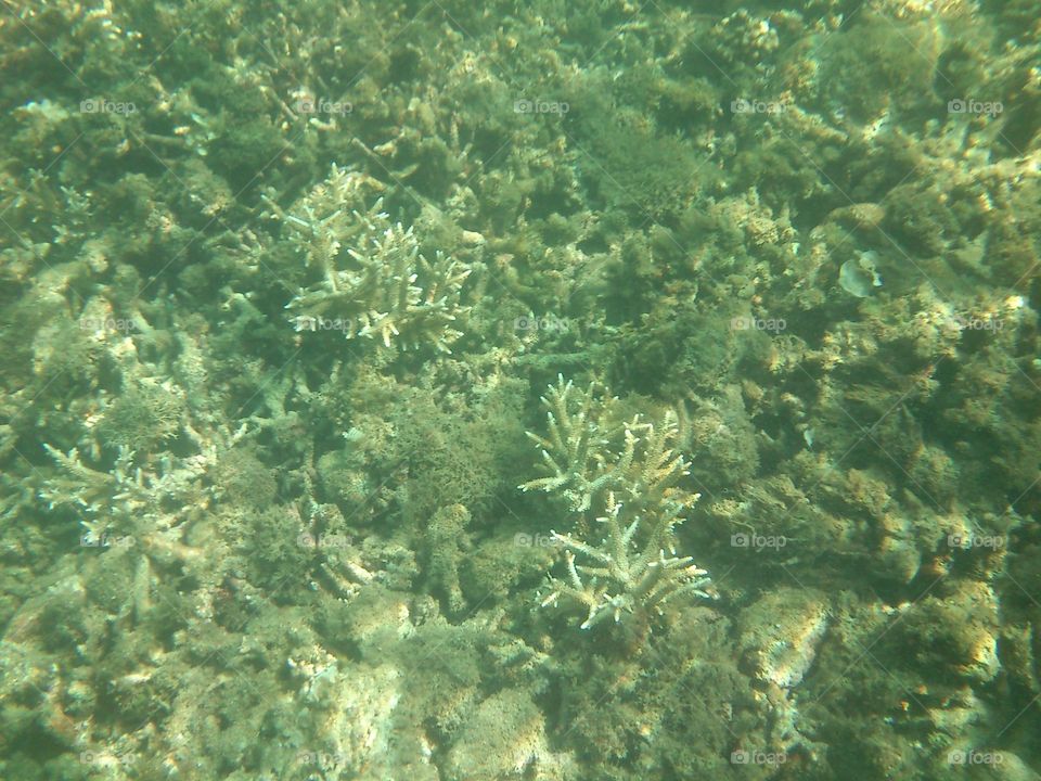 Corals in canyon cove