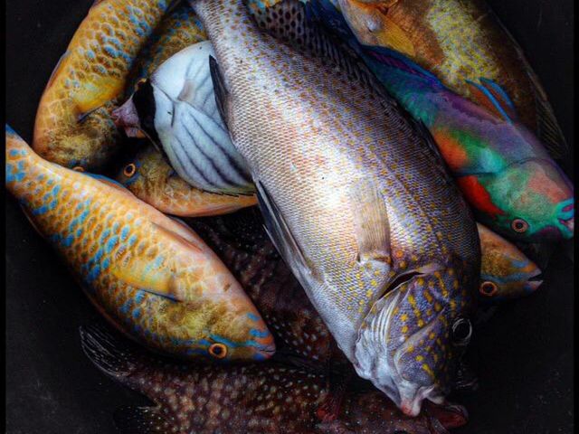 Fresh Fish.
Full of colors.