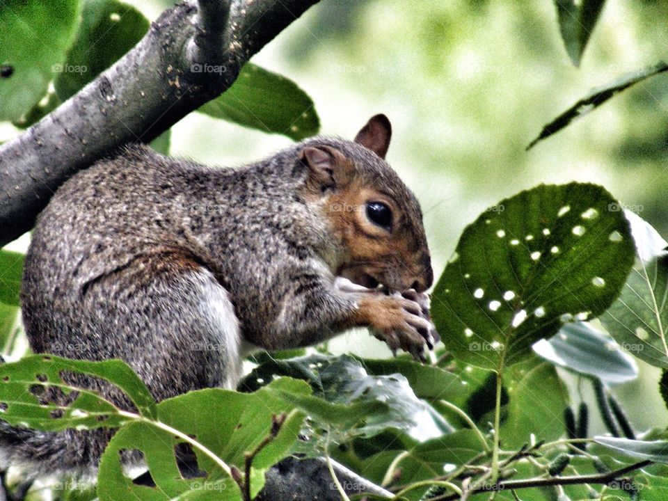 Squirrell