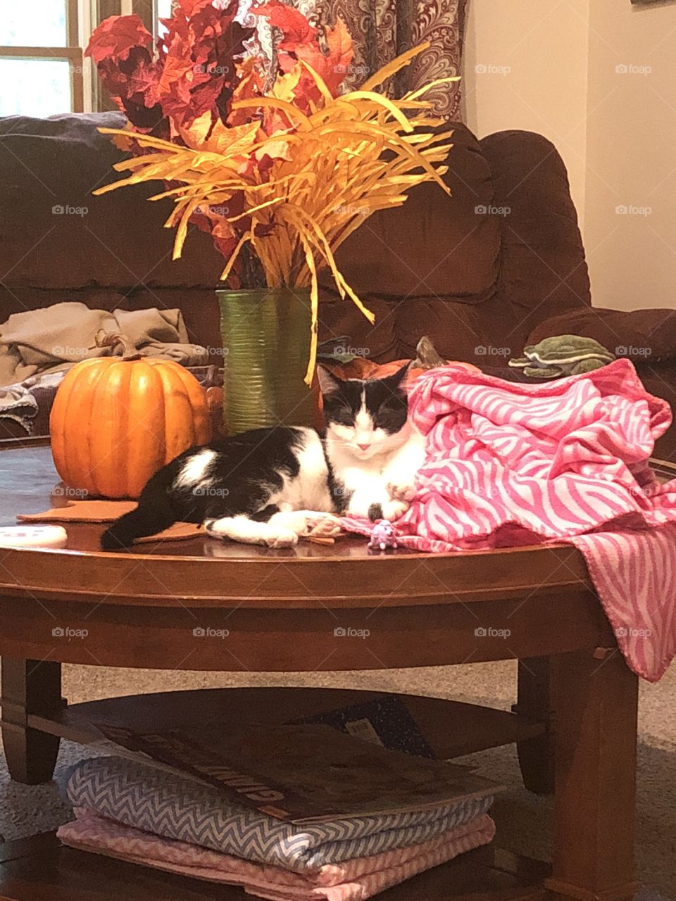 Black and white kitten laying on coffee table.