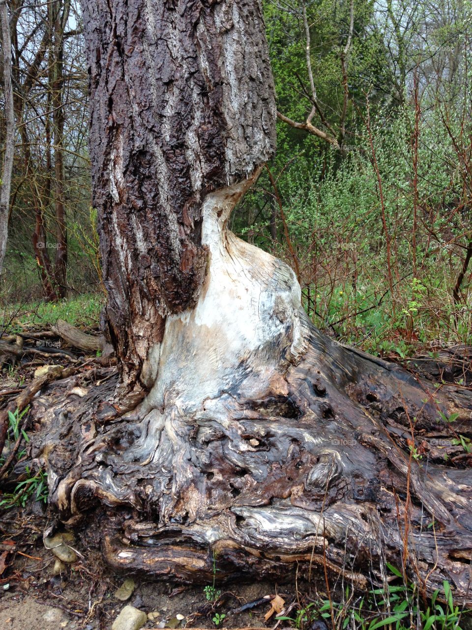 Weathered lakeside tree with character. Weathered lakeside tree with character 