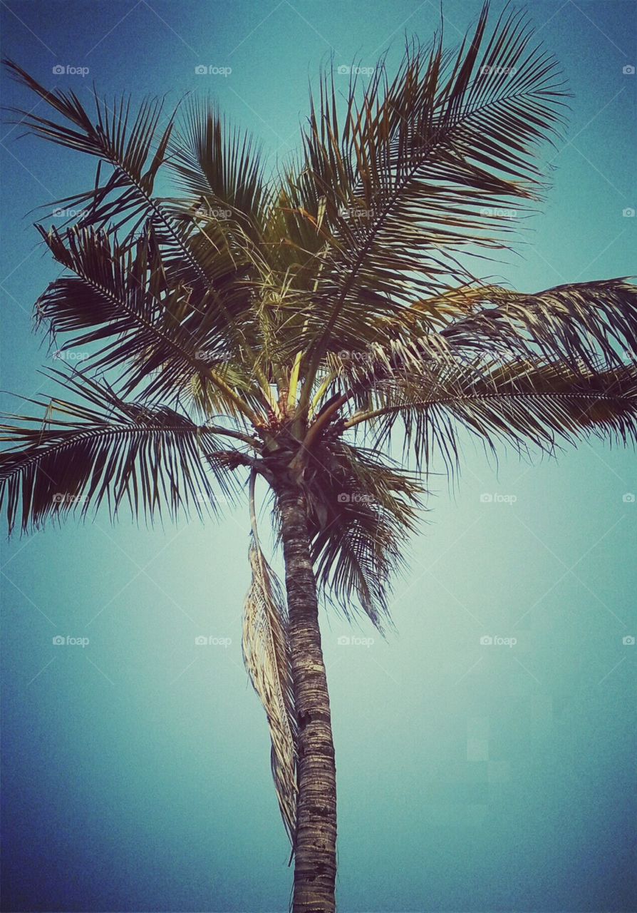 coconut tree