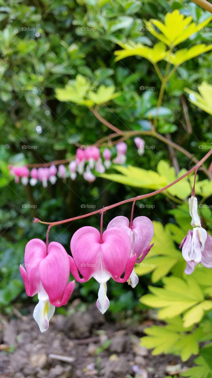 Close-up of pink bleeding heart flowers on branch