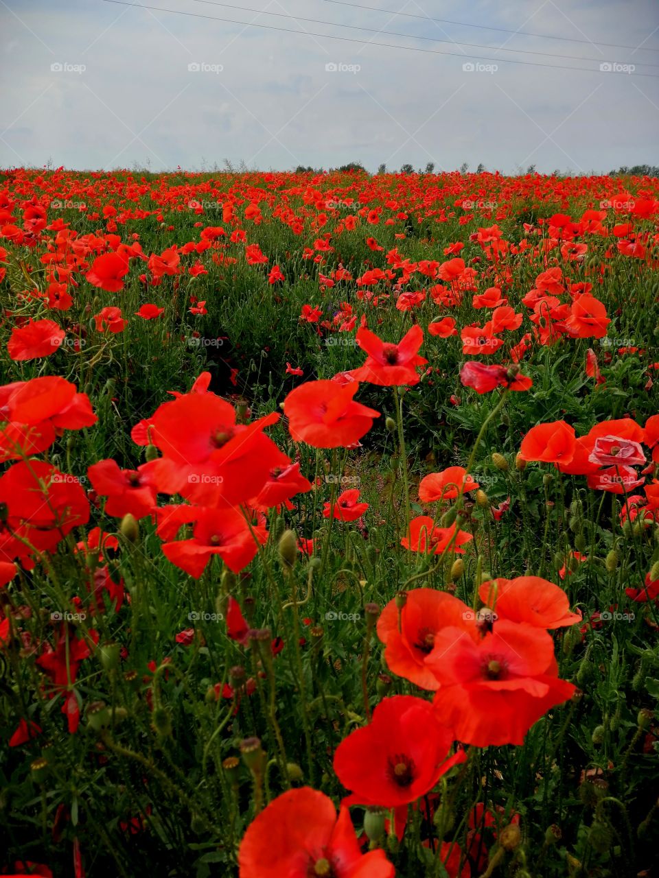 Poppy. Red. Flowers