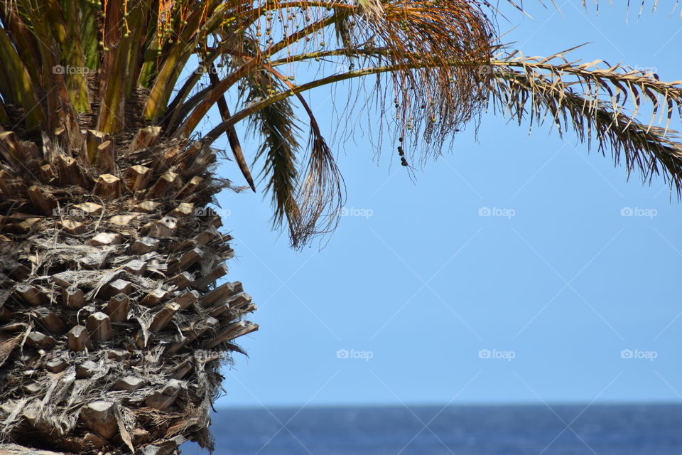 Palm tree with ocean horizon in the background, summer, sun, blue sky, desktop 