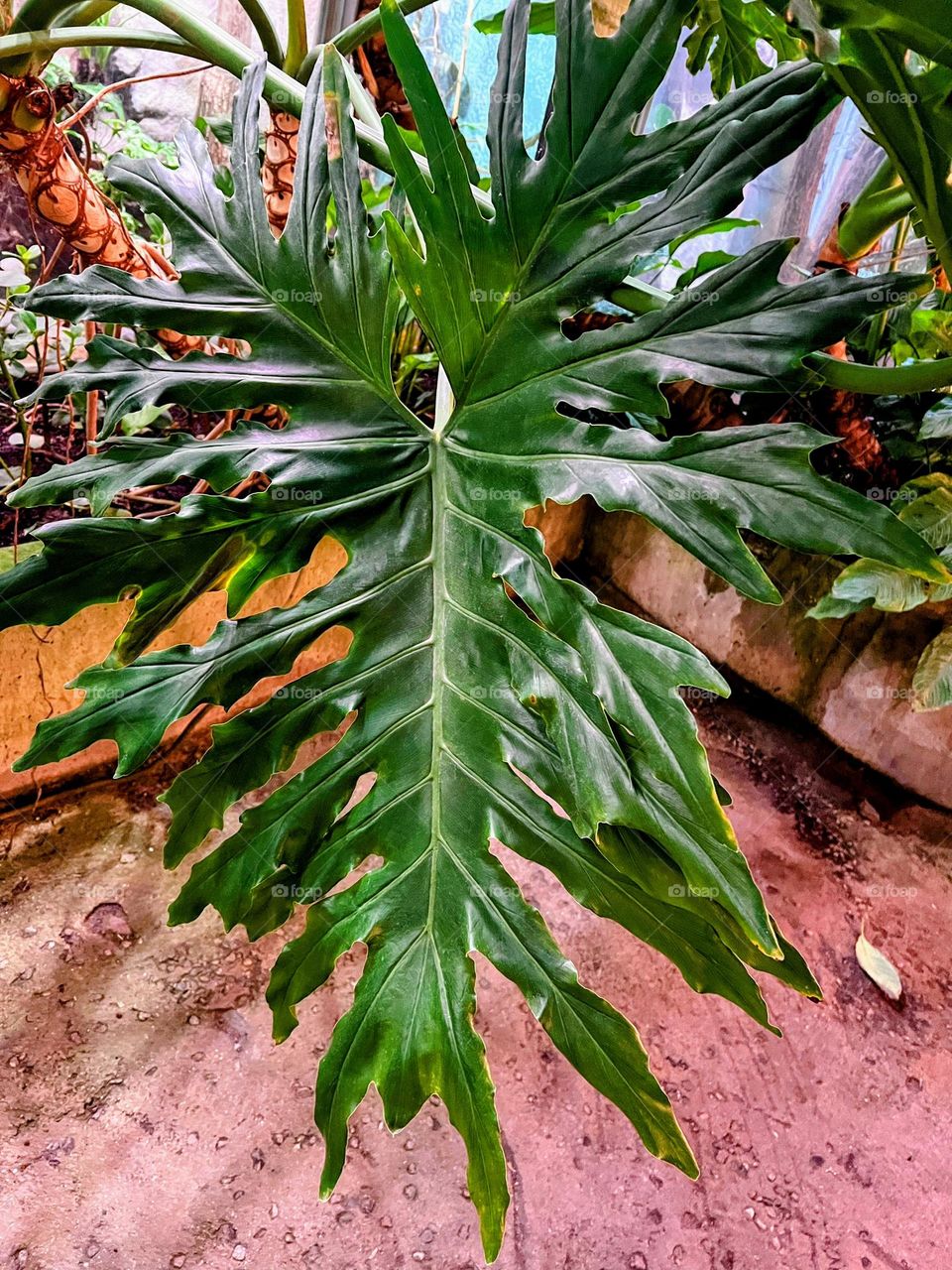 Close up view to the nature own design deep green tropical monstera leaf