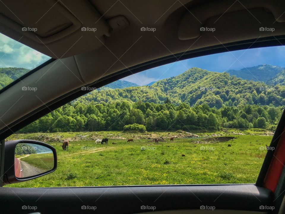 Reflection of trees on side-view mirror of car