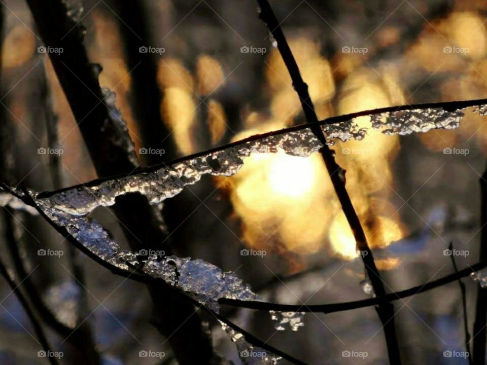 Icy branch in sunset