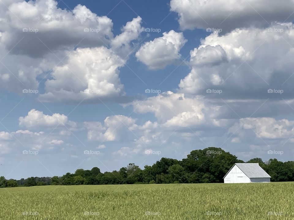 A white barn in a field on a sunny early summer day. 