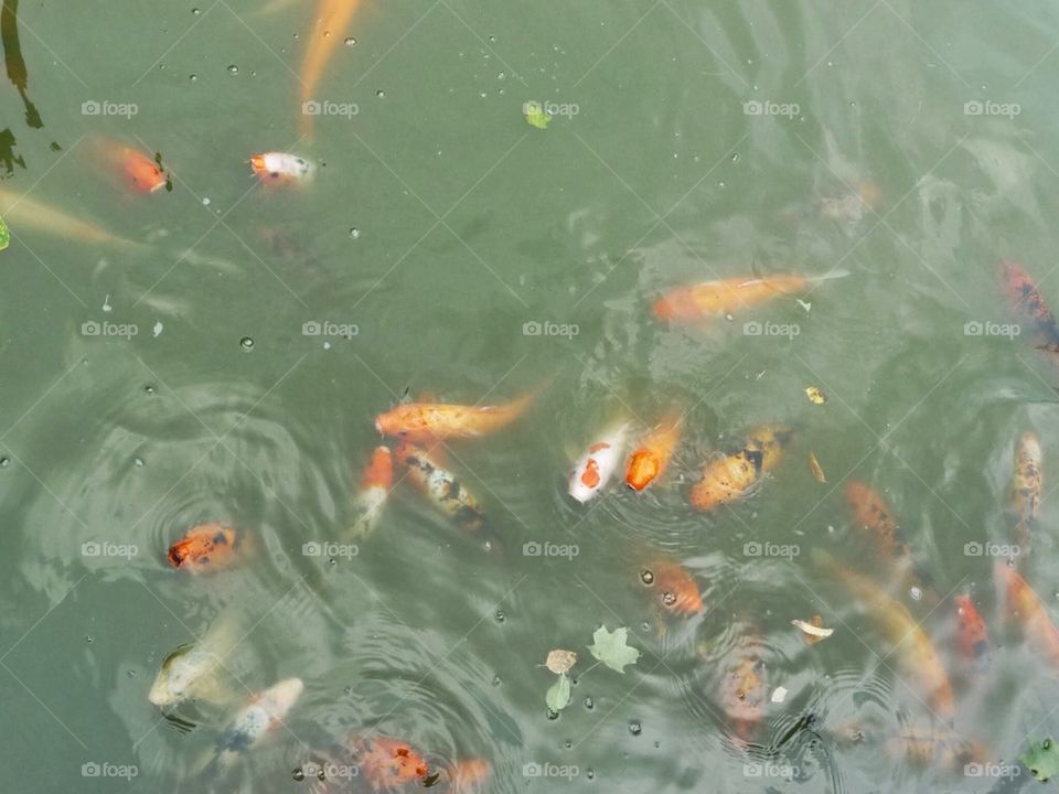 Fish in water