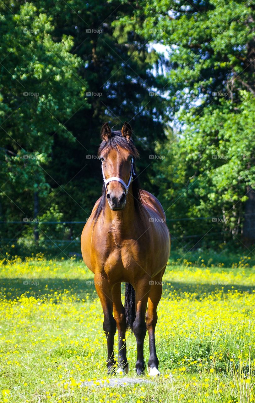 Horse standing in grass