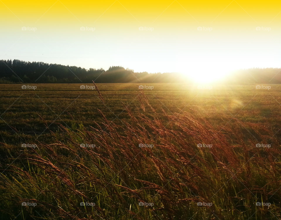 Golden orange sunset on field