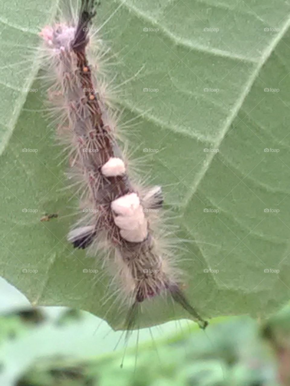 After rainy days, we get to see the types of Ilio species of egg, larva and worm.