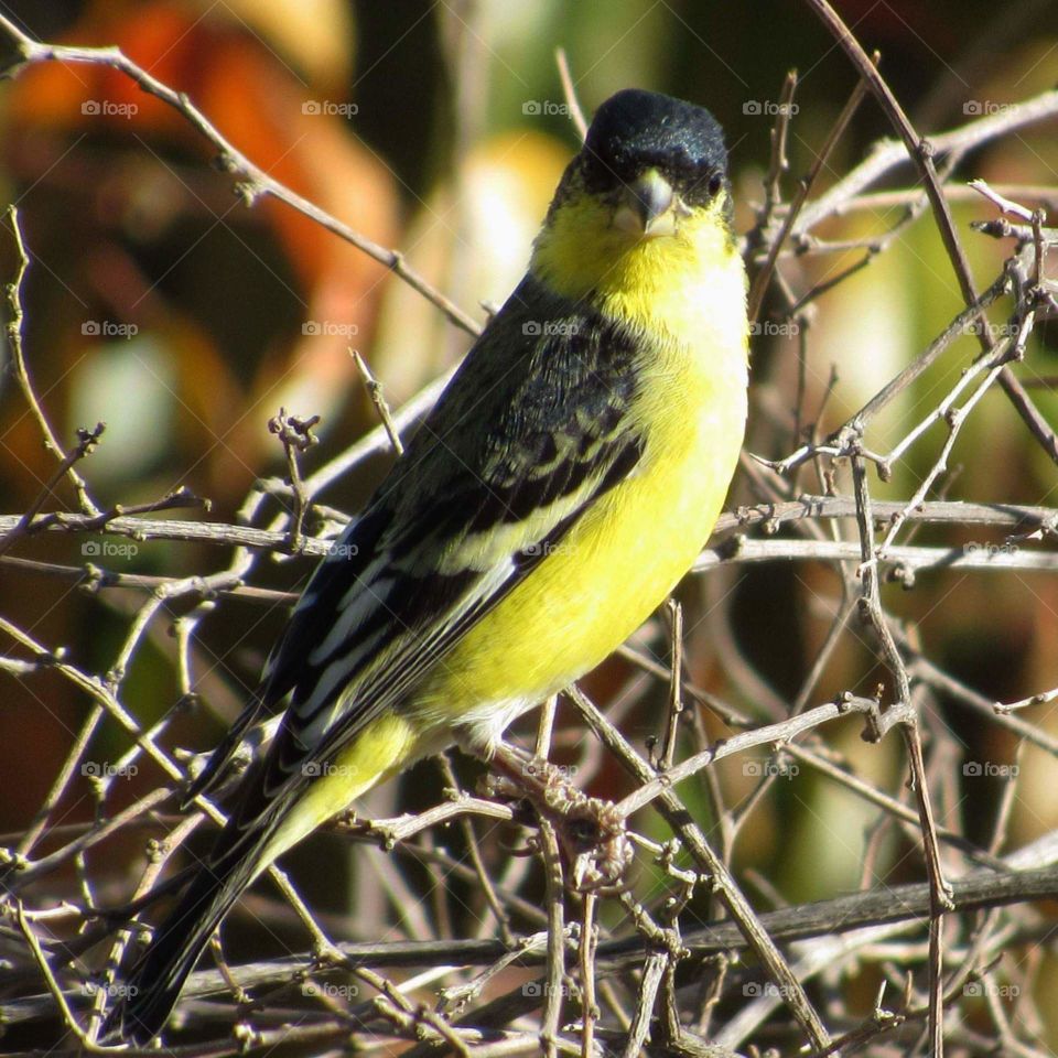 Lesser goldfinch 