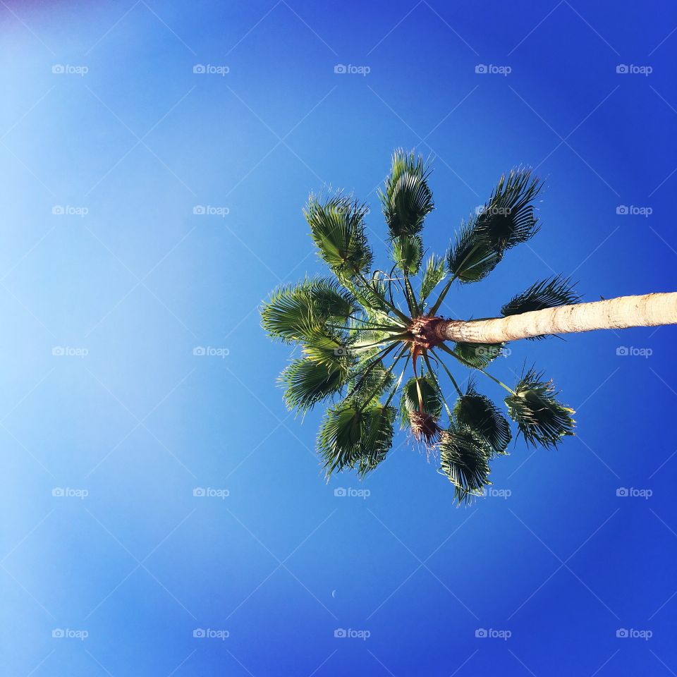 Palm tree while on the sun bed 