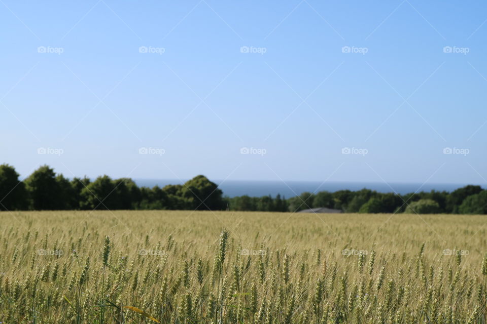 Field on the island of Rügen with a view of the Baltic Sea