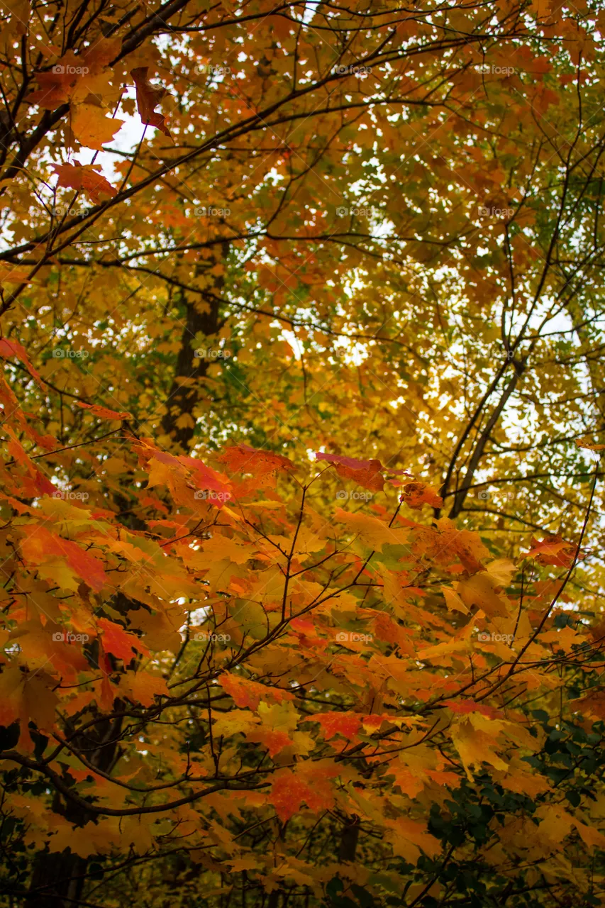 Lovely Leaves