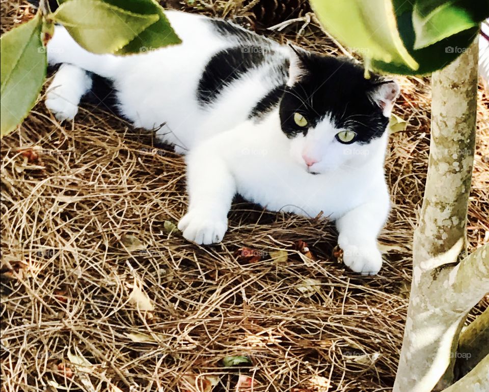 Cat under tree