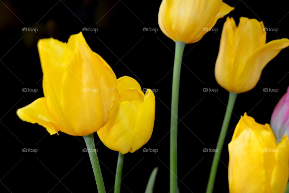 Nature, Tulip, Flower, Bright, No Person