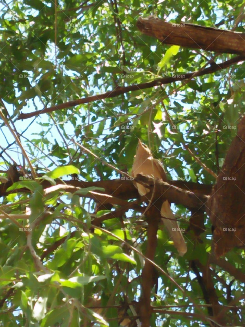 bird in Rajasthan desert