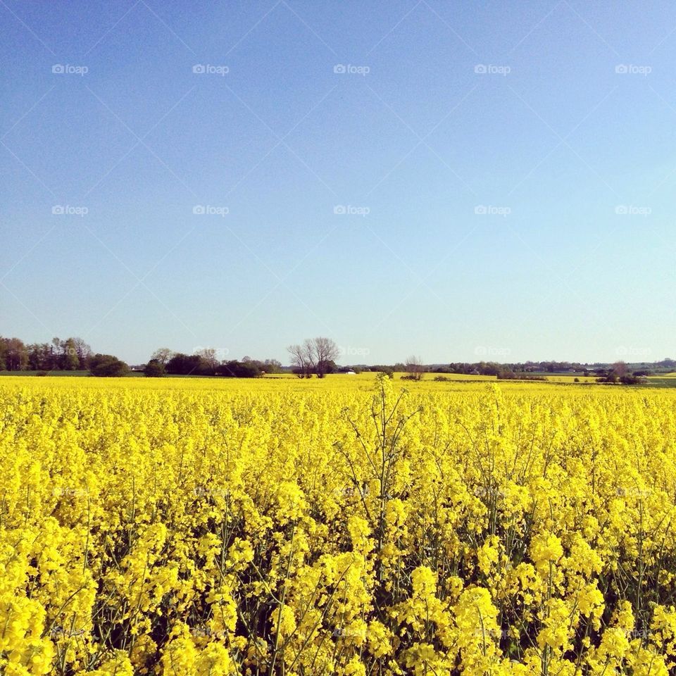 Scenic view of yellow field