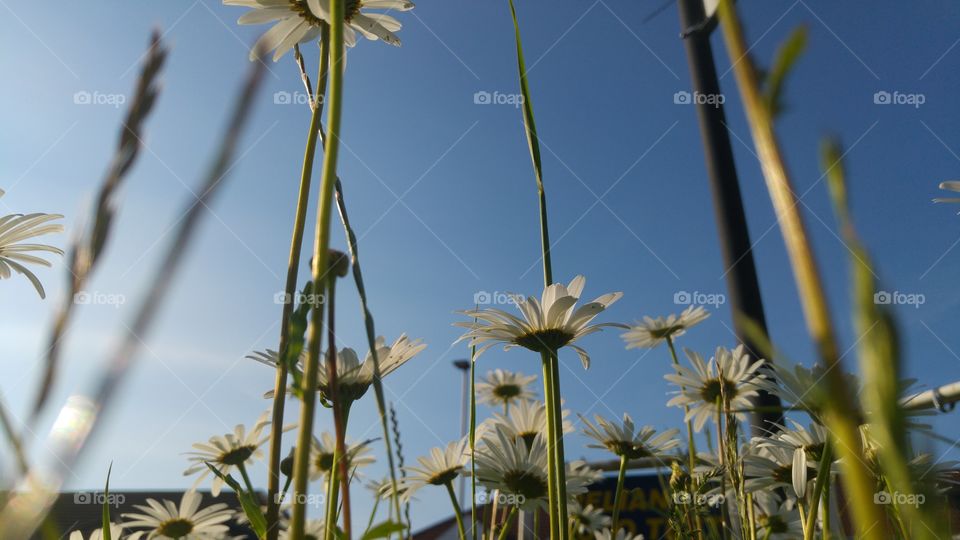 flowers