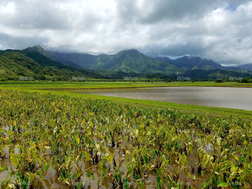 Taro fields