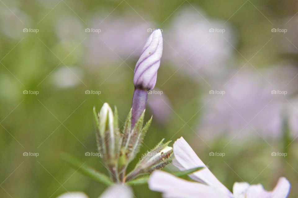 Light twisted tiny purple flowers