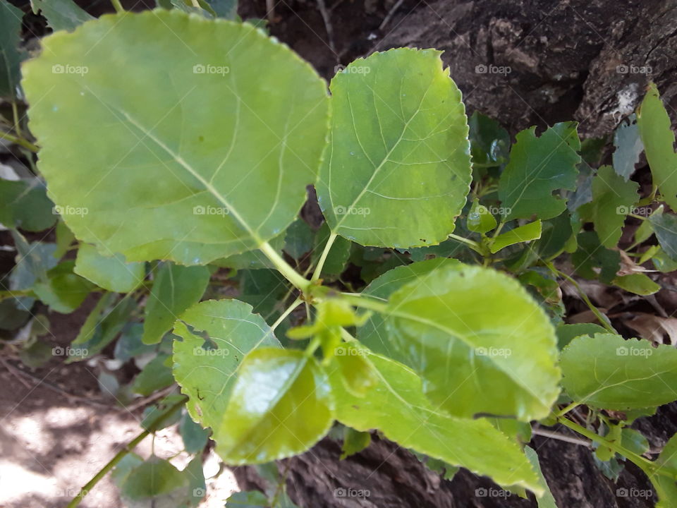 leaves