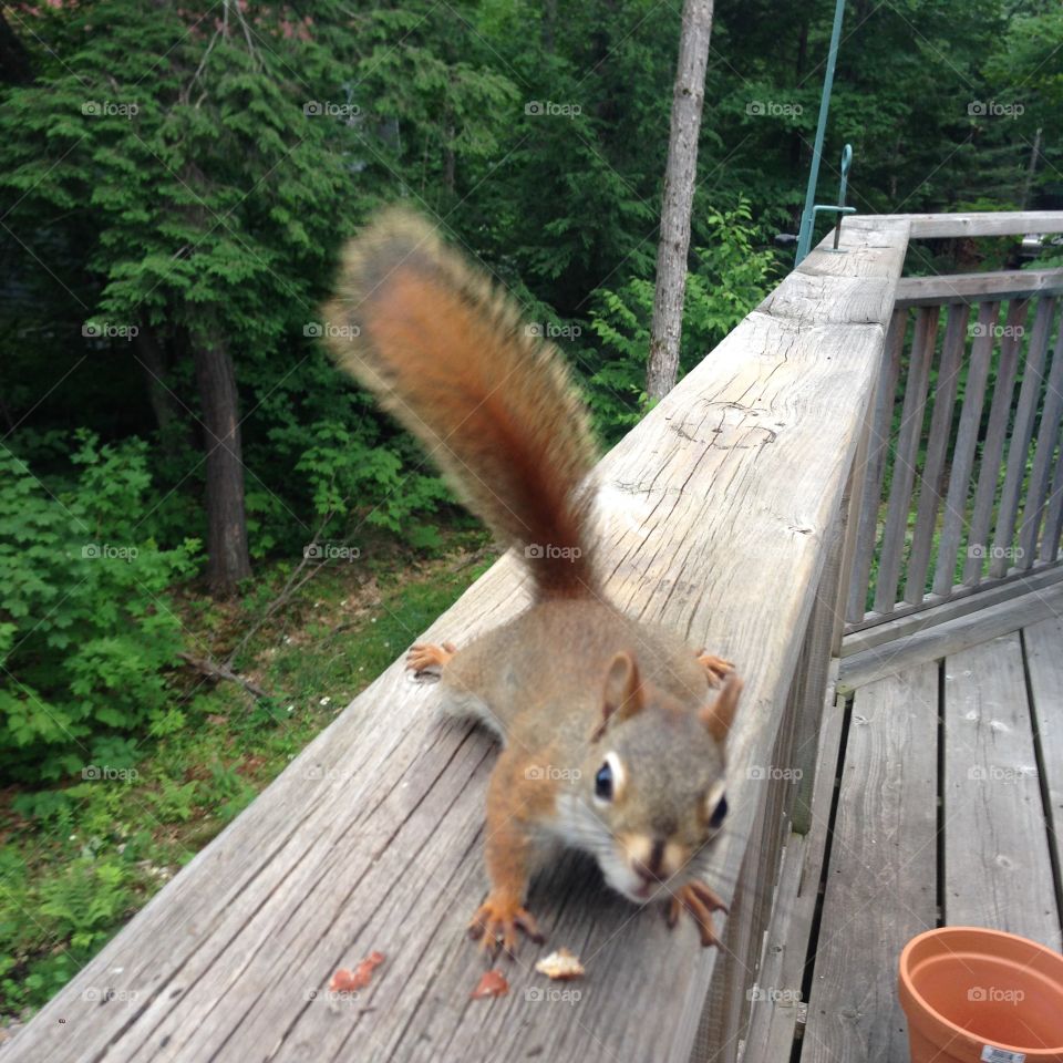Squirrel selfie 