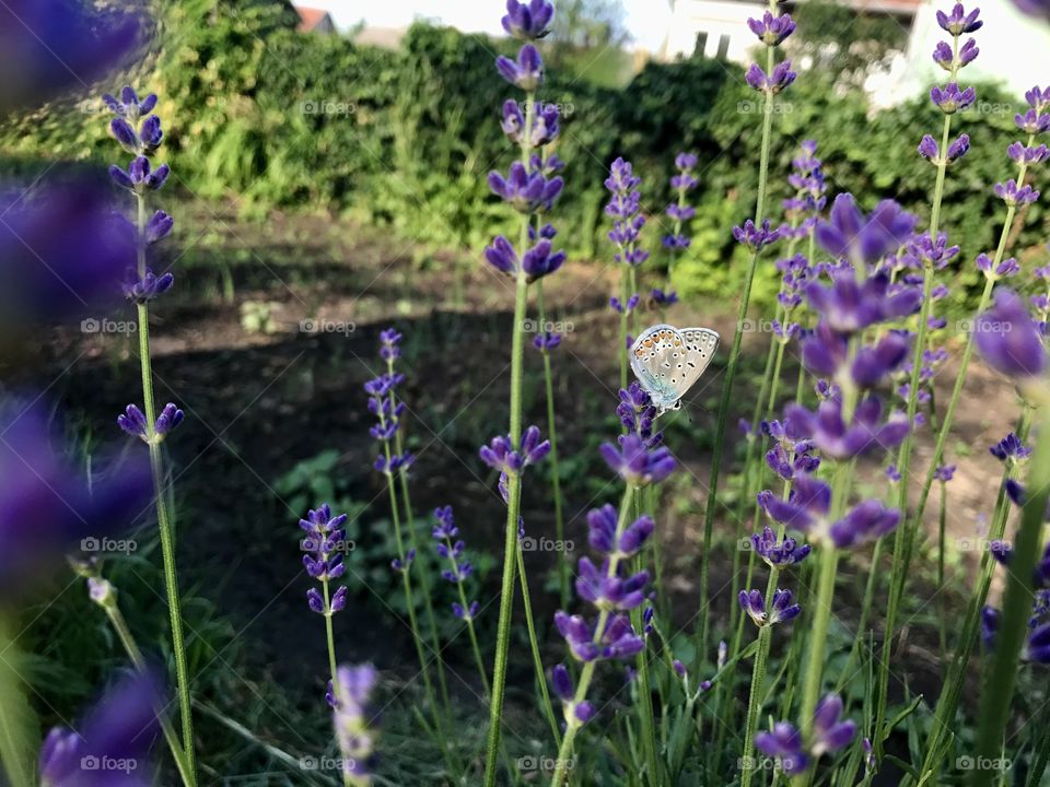 One colorful butterfly standing on a purple lavender flower.