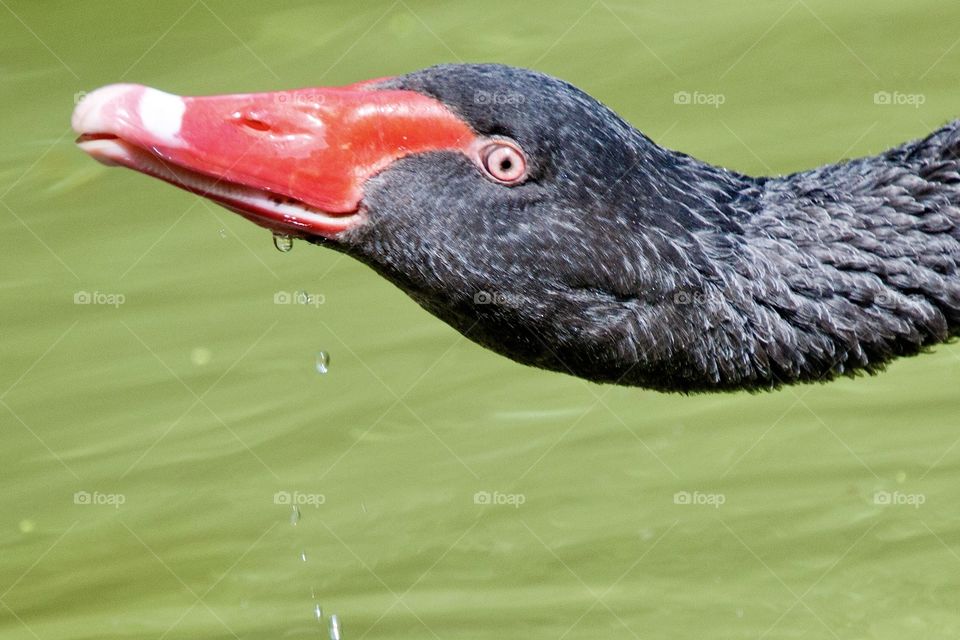 Black swan up close