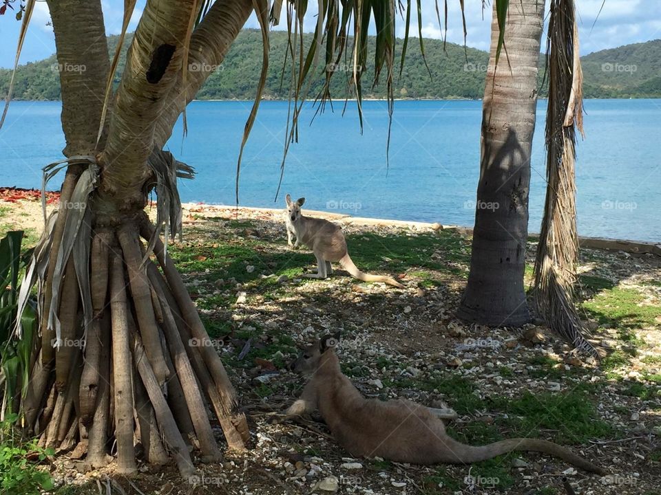 Wallabies and the Coral Sea, Australia 