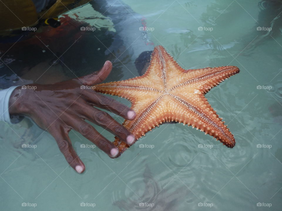 hand and starfish. Caribbean