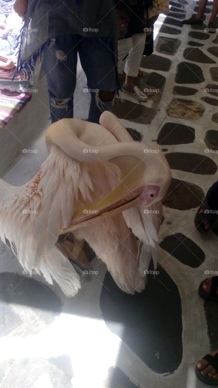 Pelican in Mykonos island
