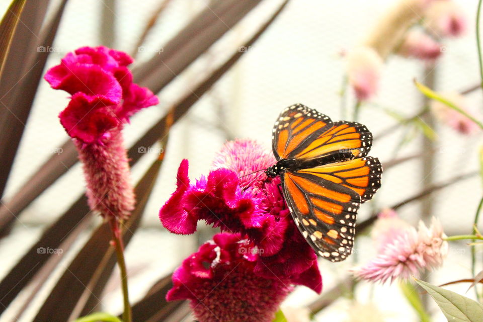 monarch on a flower