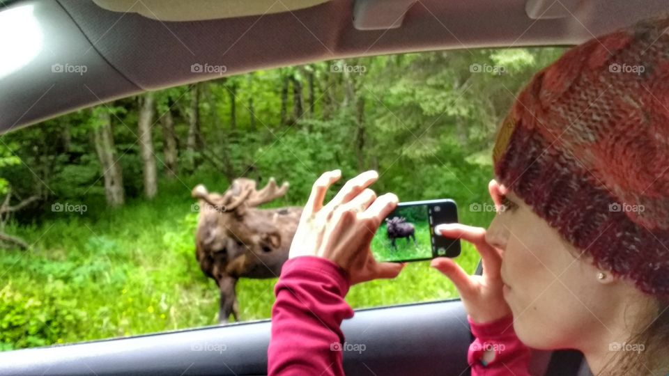 capturing roadside wildlife