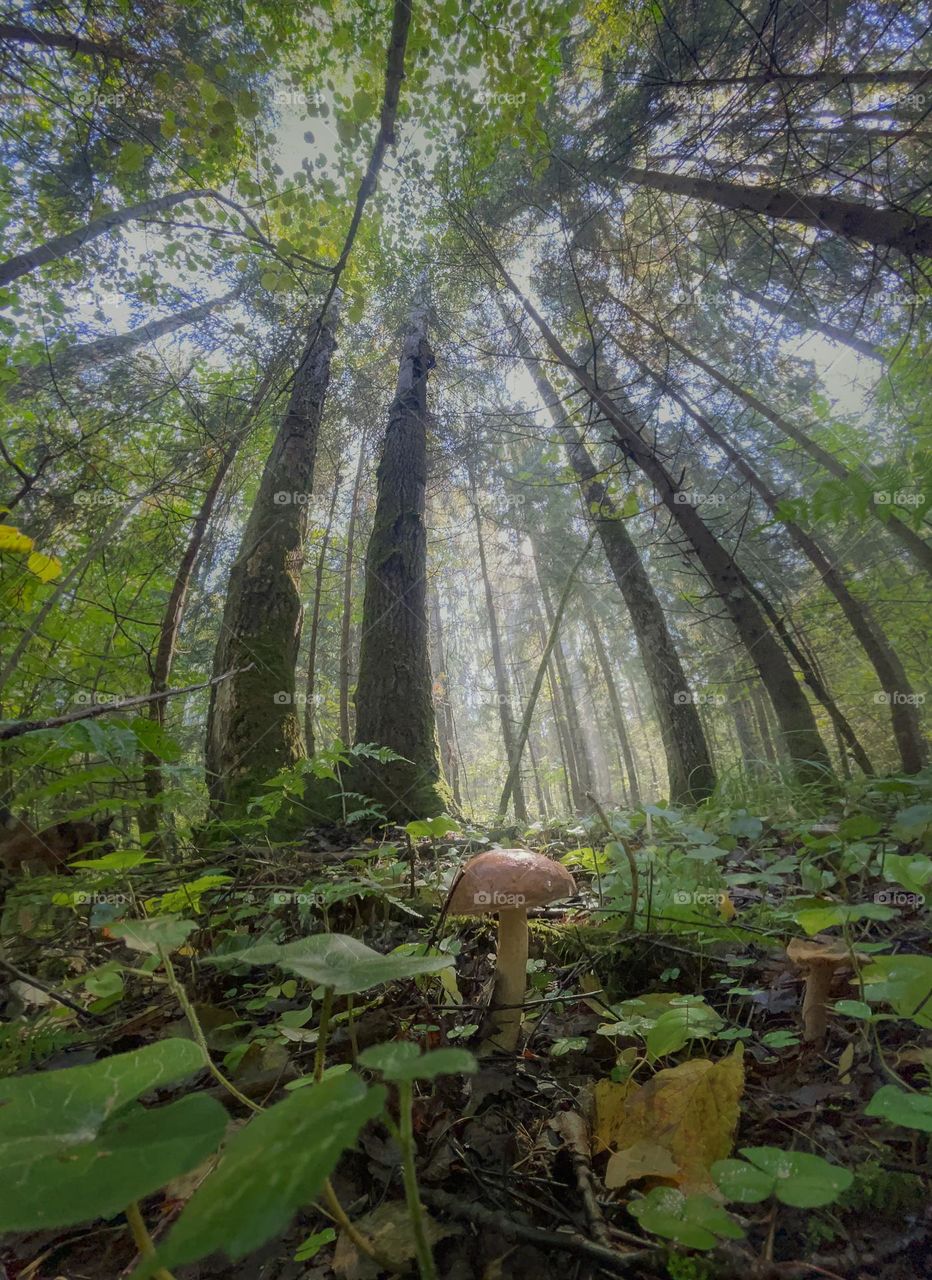 Summer forest panorama with mushrooms 