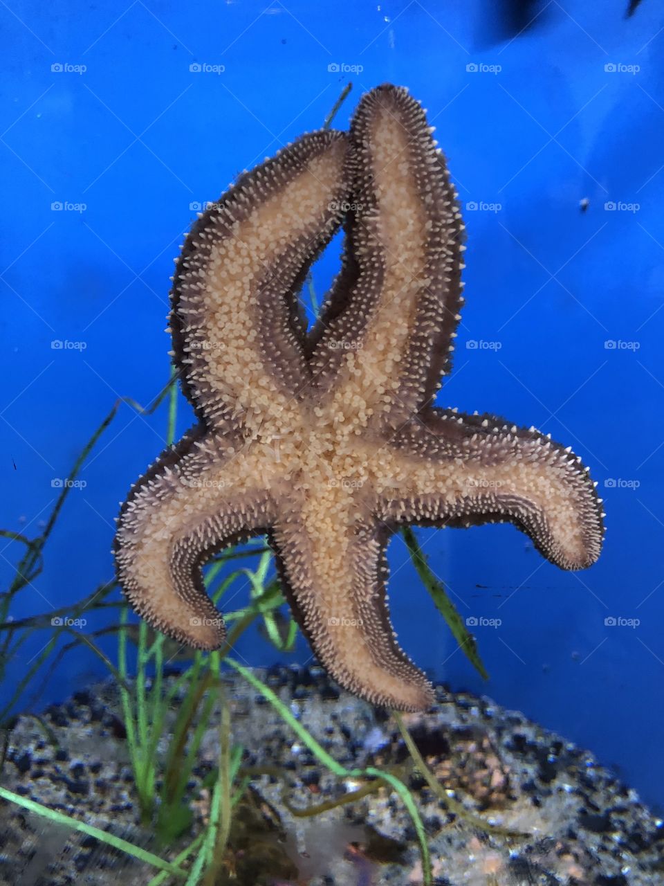 Starfish